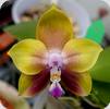 Phal. Mituo Princes Chienlung